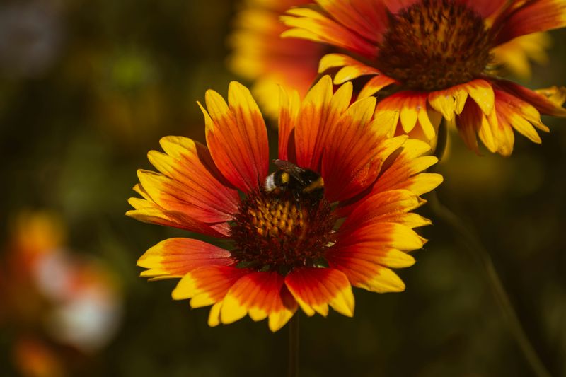 Gaillardia Essence