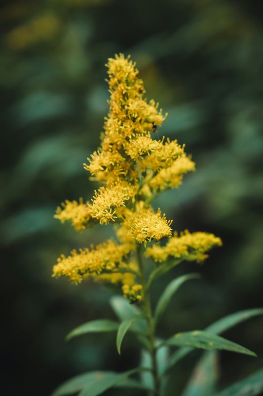 Goldenrod Essence