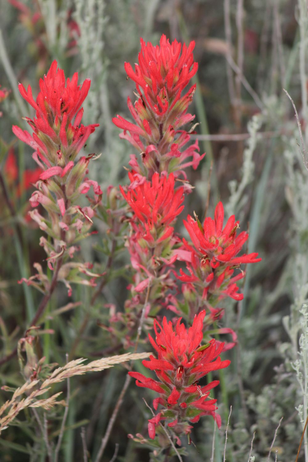 Indian Paintbrush Essence