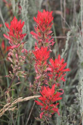 Indian Paintbrush Essence