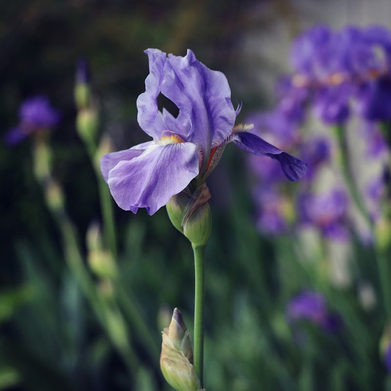Iris Essence