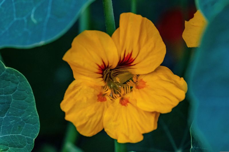 Nasturtium Essence