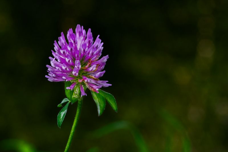 Red Clover Essence