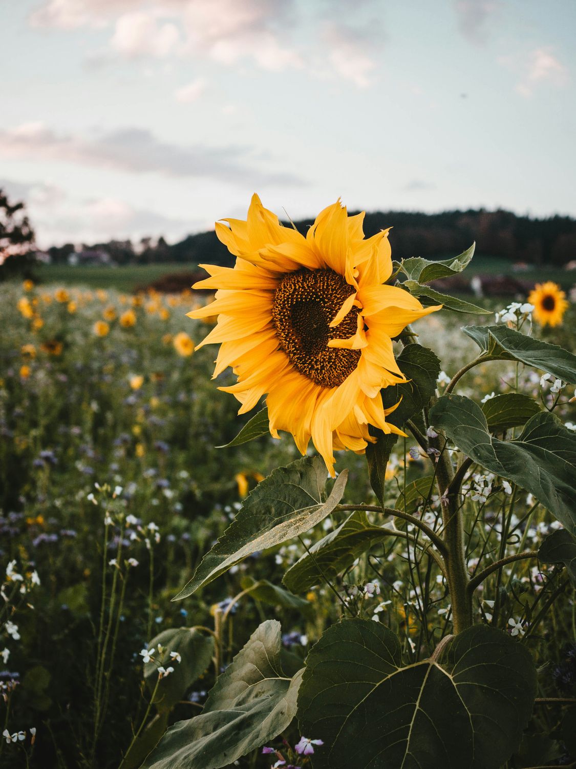 Sunflower Essence
