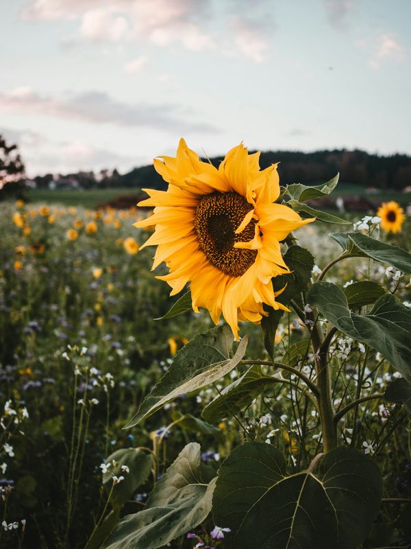Sunflower Essence