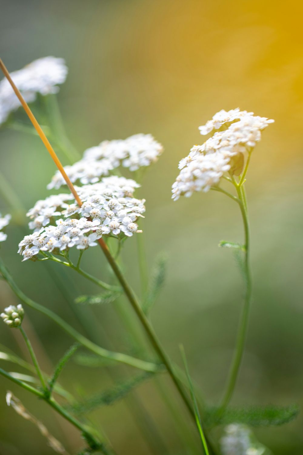 White Yarrow Essence