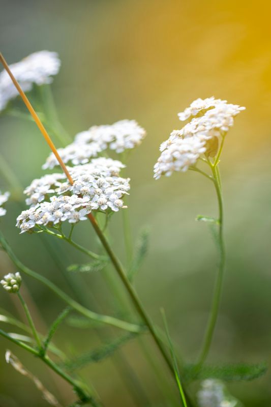 White Yarrow Essence