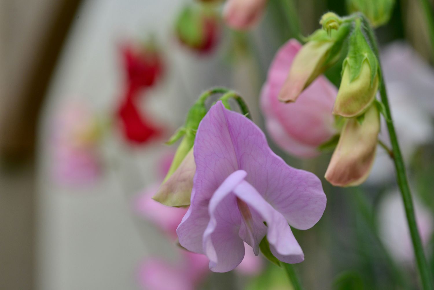 Sweet Pea Essence