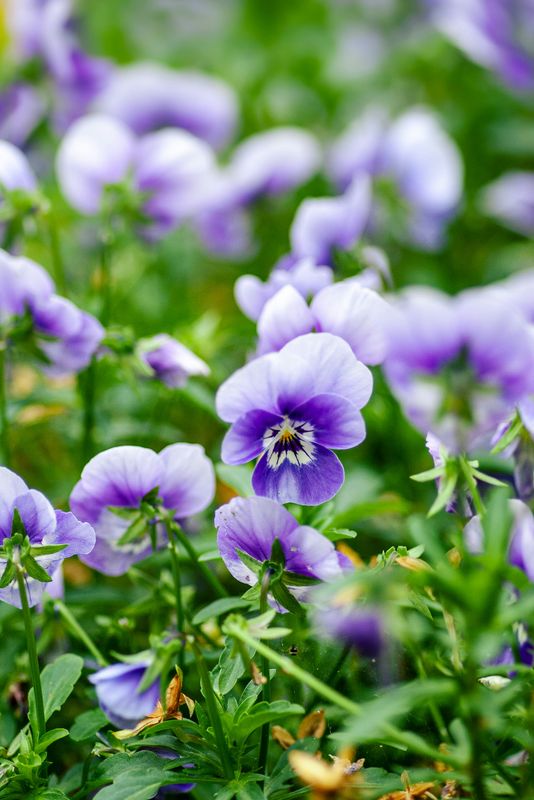 Viola Essence
