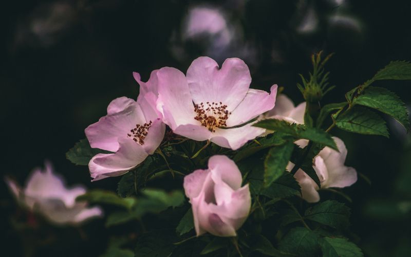 Wild Rose Essence