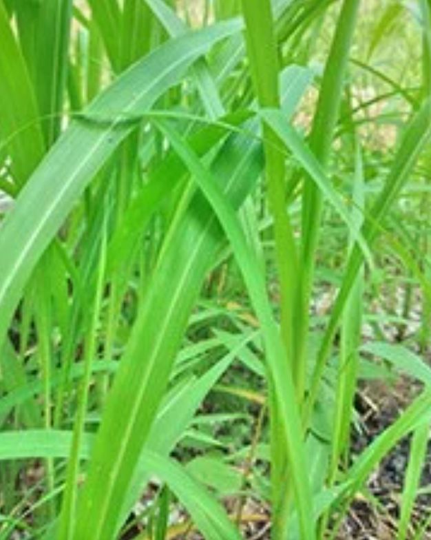 Palmarosa Essential Oil