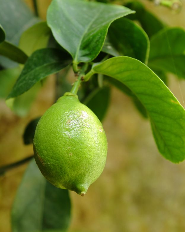 Lime Essential Oil