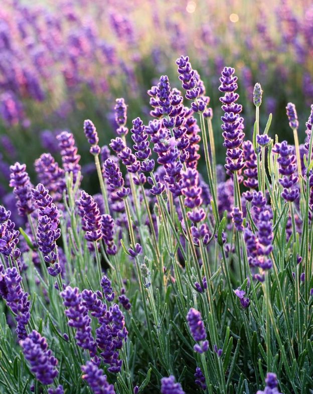 Lavender (France) Essential Oil