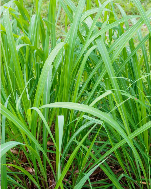 Citronella Essential Oil