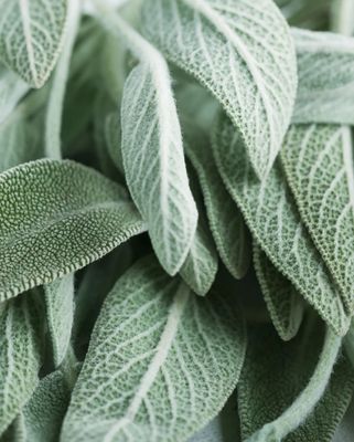 Clary Sage Essential Oil