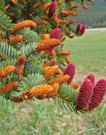 Spruce Essence