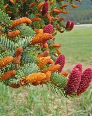 Spruce Essence Spruce Essence