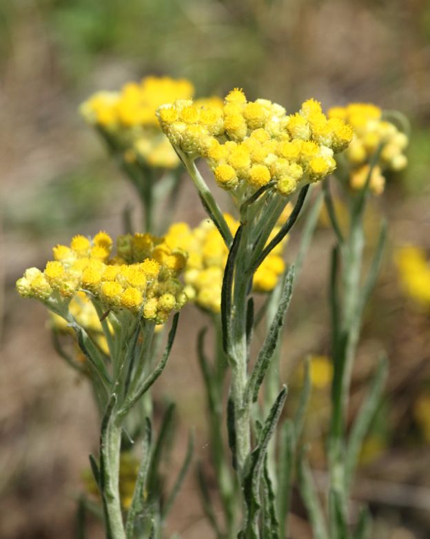 Helichrysum Essential Oil