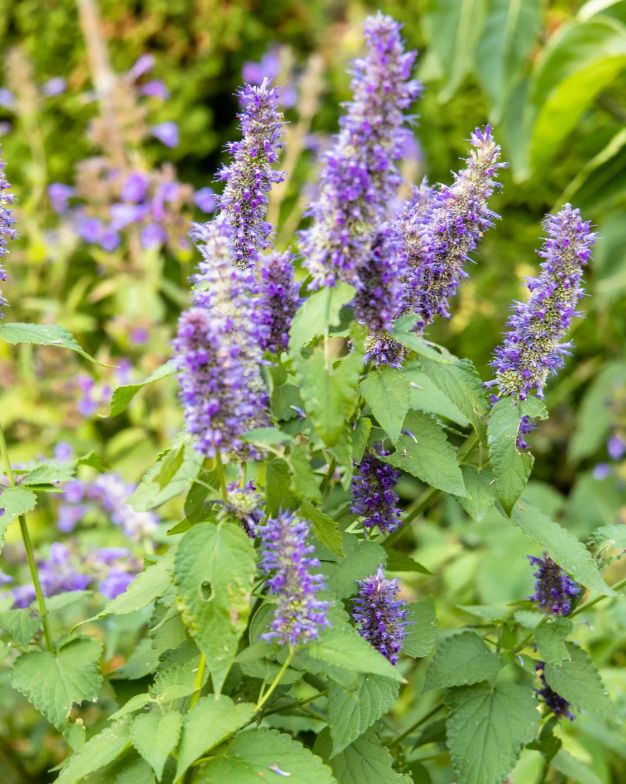 Patchouli (Light) Essential Oil