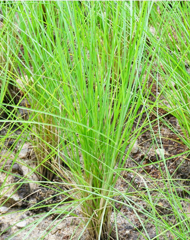 Vetiver Essential Oil Vetiver Essential Oil