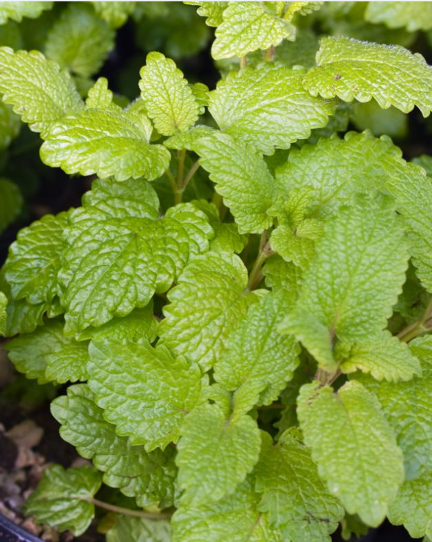 Spearmint Essential Oil