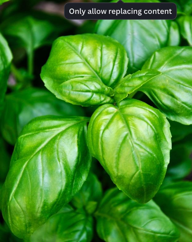 Basil Essential Oil