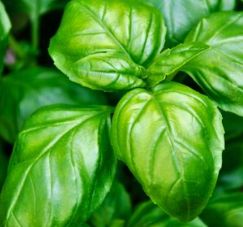 Basil Essential Oil