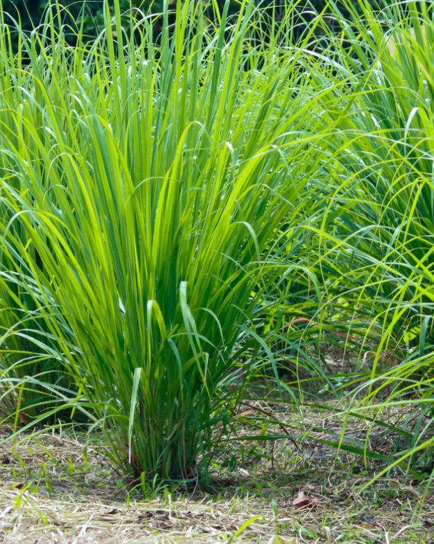 Lemongrass Essential Oil