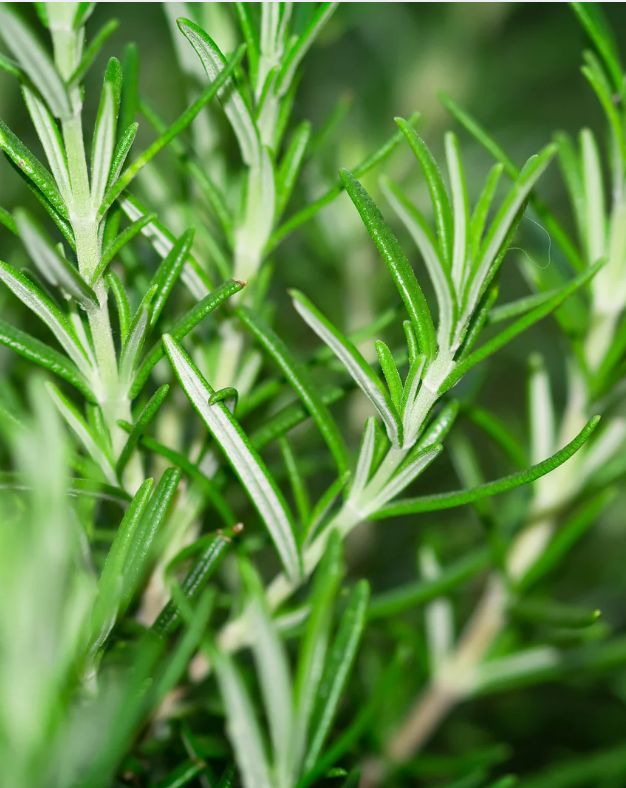 Rosemary (Morocco) Essential Oil