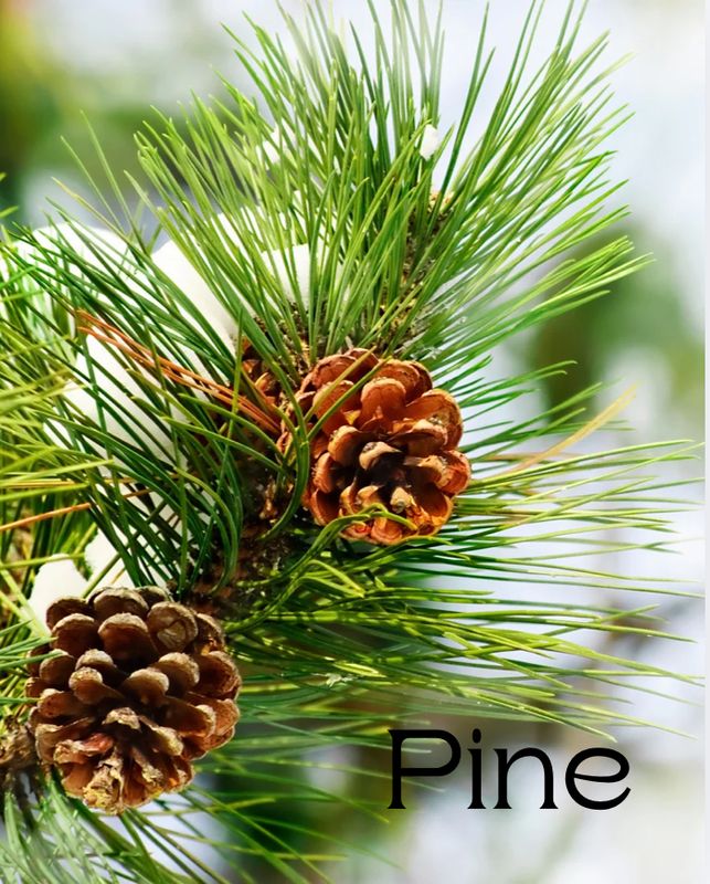 Pine Essential Oil
