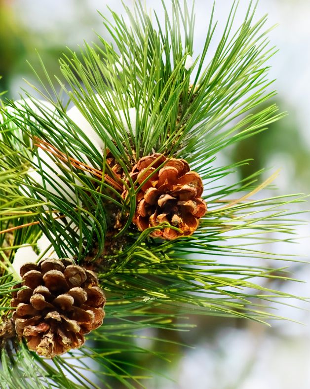 Pine Essential Oil