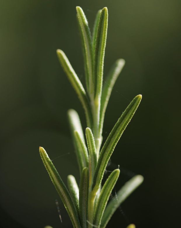 Rosemary (Spain) Essential Oil