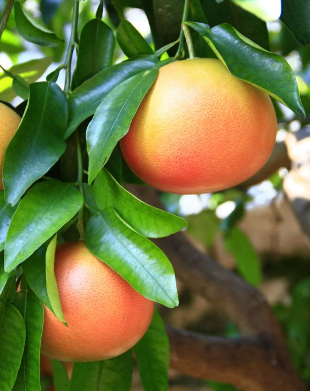 Grapefruit Essential Oil