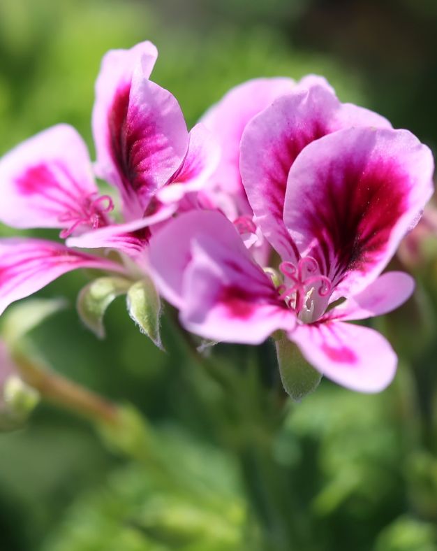 Geranium Essential Oil