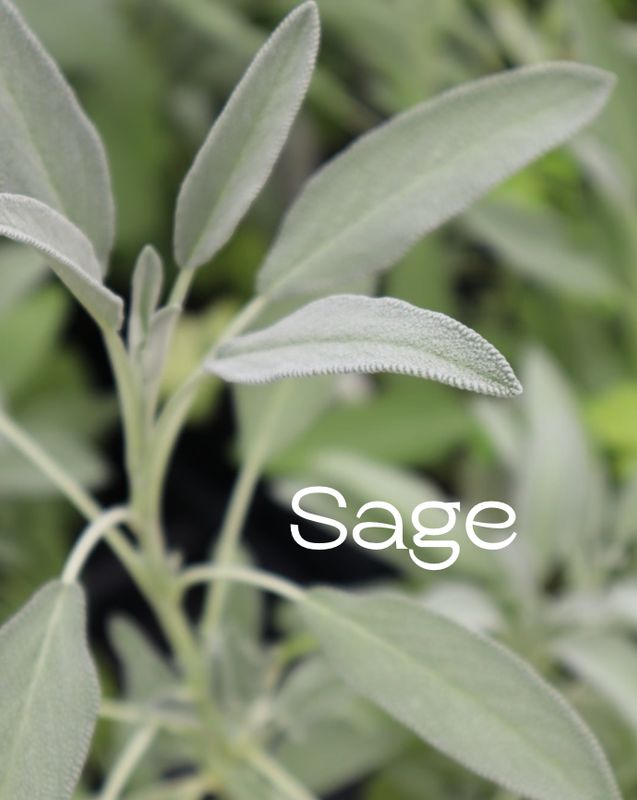 Sage Essential Oil