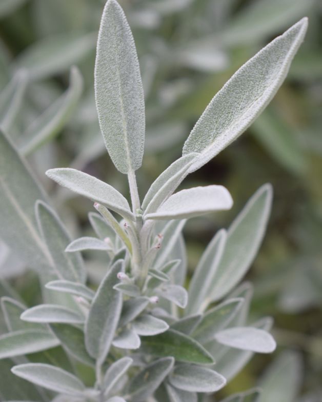 Sage Essential Oil