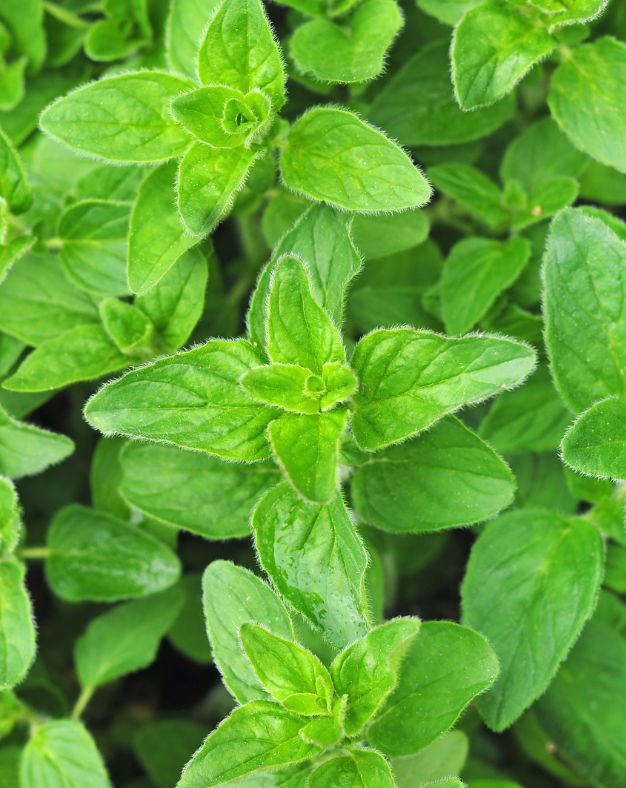 Oregano Essential Oil