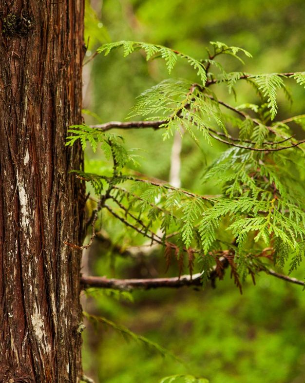 Cedarwood Essential Oil