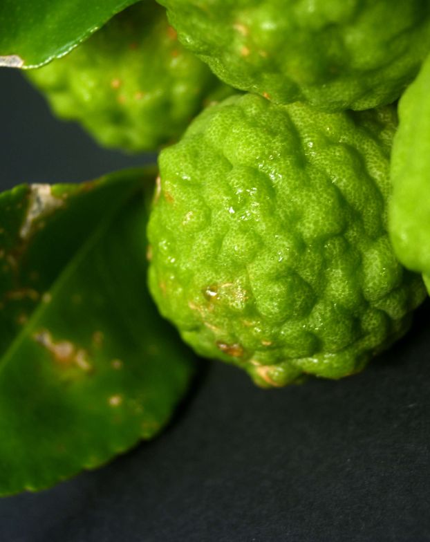 Bergamot Essential Oil