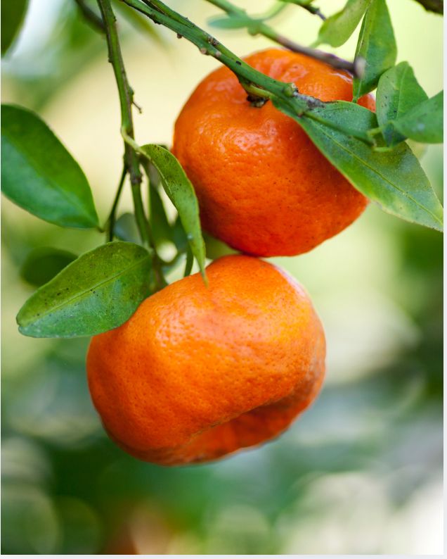 Tangerine Essential Oil