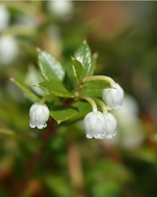 Wintergreen Essential Oil