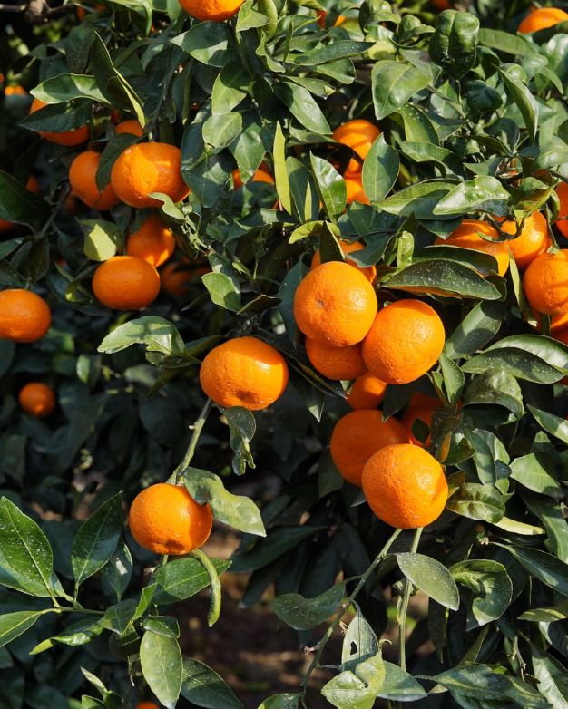 Mandarin Essential Oil