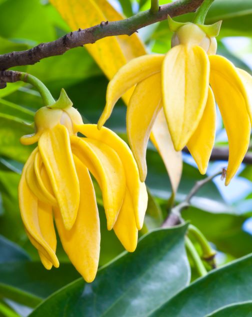 Ylang Ylang Essential  Oil