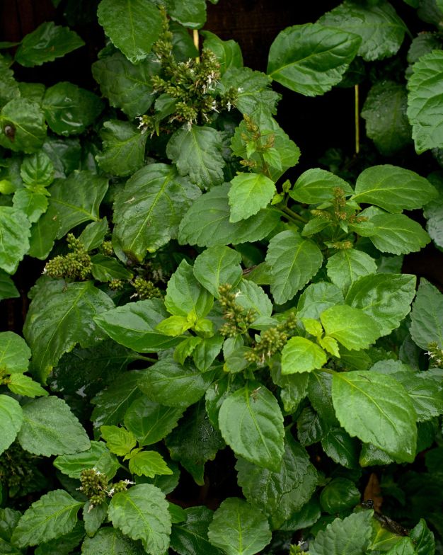 Patchouli (Dark) Essential Oil