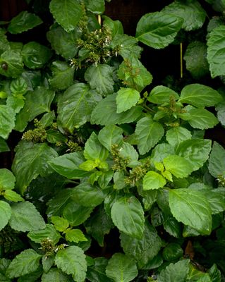 Patchouli (Dark) Essential Oil Patchouli (Dark) Essential Oil