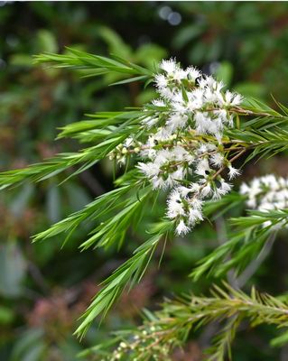 Tea Tree Essential Oil