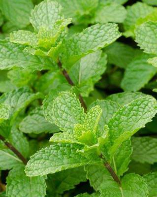 Peppermint Essential Oil
