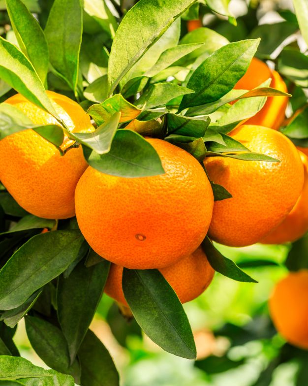 Orange Essential Oil
