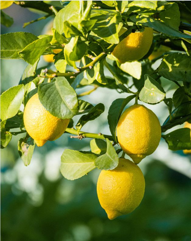 Lemon Essential Oil