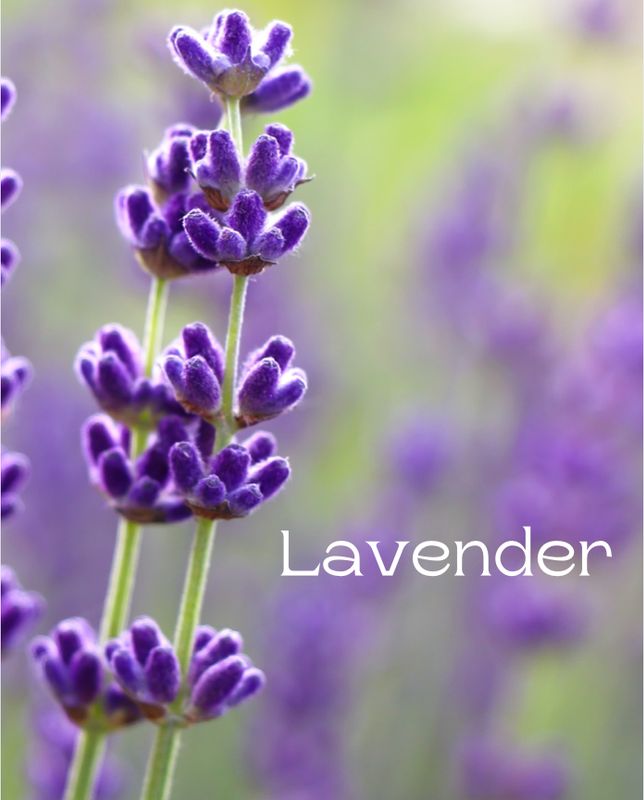 Lavender (Bulgaria) Essential Oil